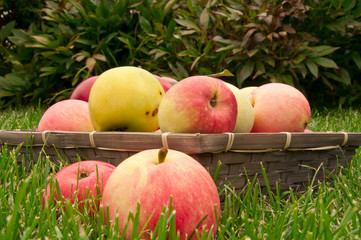 basket with apples