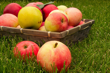 basket with apples
