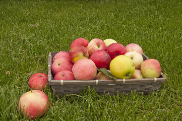 basket with apples