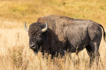 Bison in Yellowstone National park