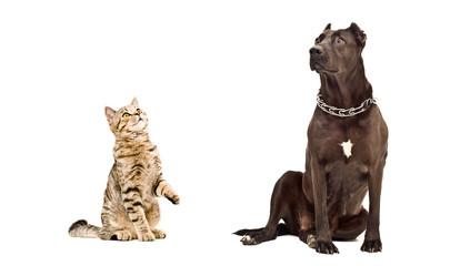 Obraz premium Cat Scottish Straight and Staffordshire Terrier sitting together