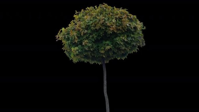 High quality 10bit footage of maple tree on the wind with Alpha Channel. Made from RAW footage.