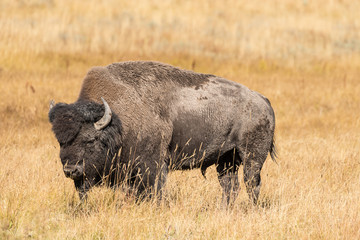 Obraz premium Bison in Yellowstone National park