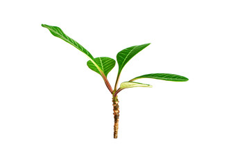 Green sprout on a white background