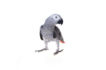  african gray parrot
