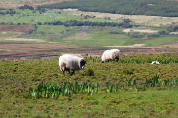 Obraz premium Две овцы пасутся на зеленом поле