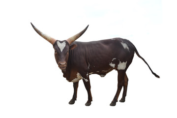  african cow