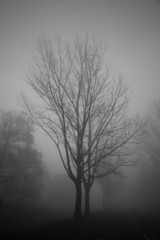 Baum im Nebel