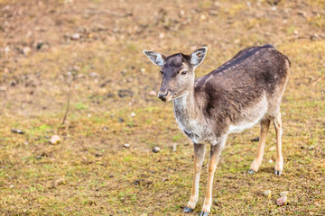 Young deer on meadow