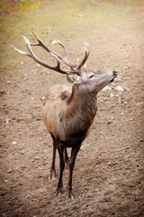 Red deer stag in autumn fall forest