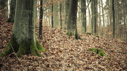 Obraz premium view inside of the autumn forest
