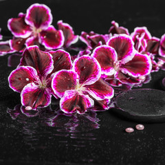 beautiful spa concept of blooming dark purple geranium flower an