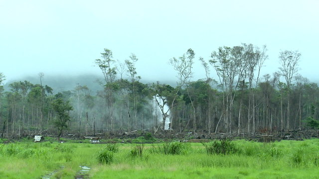 trees destroyed by slash and burn 