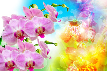 Obraz na płótnie Canvas Orchid flower close up