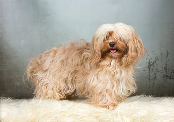 havanese dog

