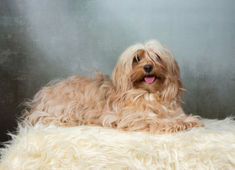 havanese dog
