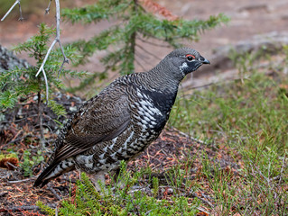 Spruce Grouse - male