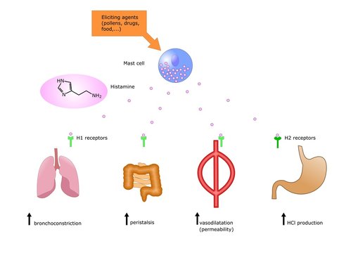 allergeni, rilascio di istamina e suoi effetti sui principali organi