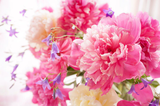 Fototapeta Peonies and bluebells