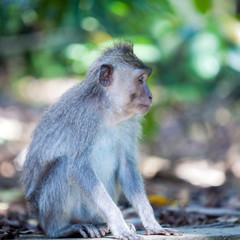 Family of Monkeys in Temple Park, Bali