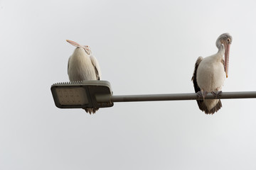 pelicans on streetlight in colombo, sri lanka