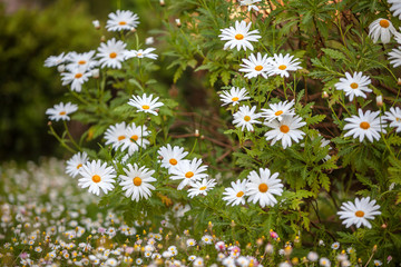 Camomile flowers bed
