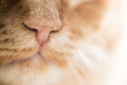 Ginger cat, macro photo