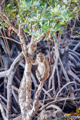 Cute Monkey at Tree, Komodo Island