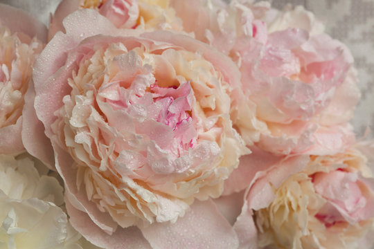 Fototapeta Light pink peonies