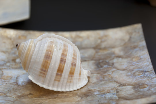 Ocean snail shell on the luxury bowl