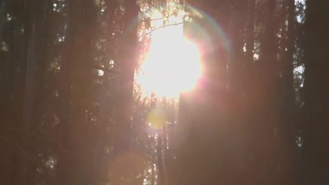 Sun rays break through the trees