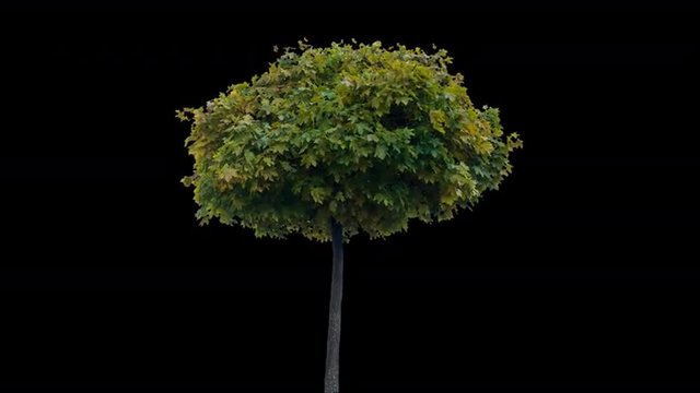 High quality 10bit footage of maple tree on the wind with Alpha Channel. Made from RAW footage.