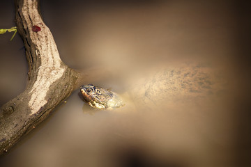 tortue dans l'eau boueuse
