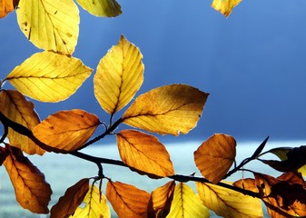 Herbstliche Buchenblätter im Gegenlicht