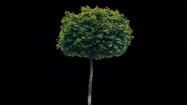 High quality 10bit footage of maple tree on the wind with Alpha Channel. Made from RAW footage.