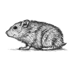 engrave hamster illustration