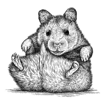 engrave hamster illustration