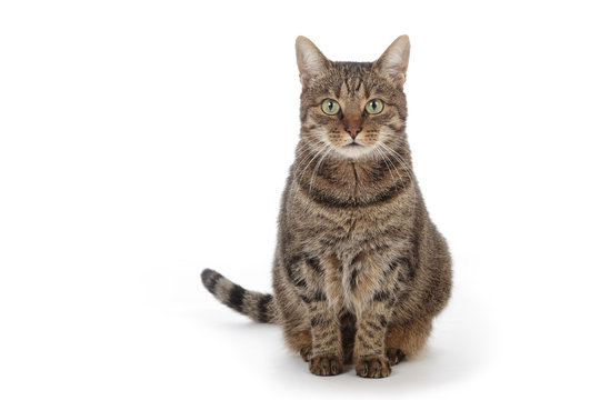 chat tigr&eacute; europ&eacute;en assis