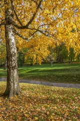 Autumn Birch Tree In The Park