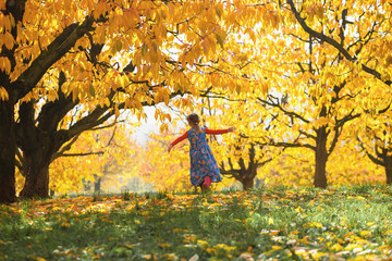 Walking in autumn cherry trees garden.