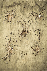 Board in all holes on the lead shot from a pneumatic gun.