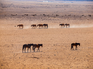 Wild Horses of the Namib desert