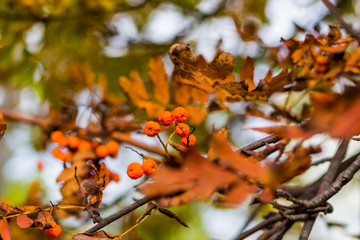 Red Ivy Creeper Leaves on the stone wall. Toned image. Autumn Leaves and Fall Colors. Climbing plant on the wall. Red and green leaves in autumn season.
