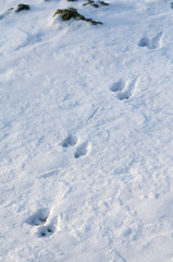 Fototapeta na wymiar Animal Tracks in Snow