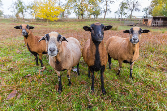 Group of a cameroon sheep on famrstead in Czech Republic