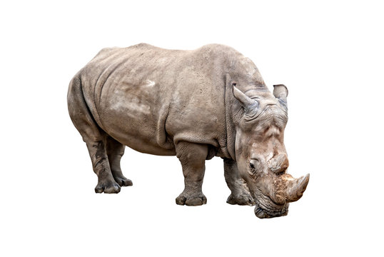 Rhino on a white background
