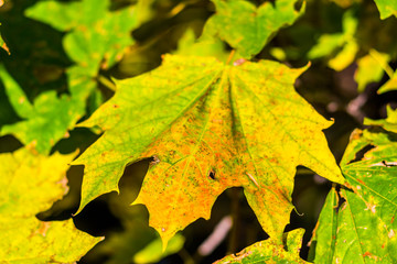 Close-up of autumn leaf. Macro. Vision. Aspen leaf. Texture of the sheet tree. Soft focus.