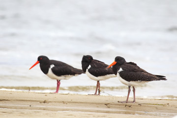 Australische Austernfischer (Haematopus longirostris)