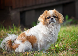 Pekingese dog 
