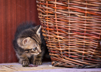 Fototapeta na wymiar kitten playing near the basket
